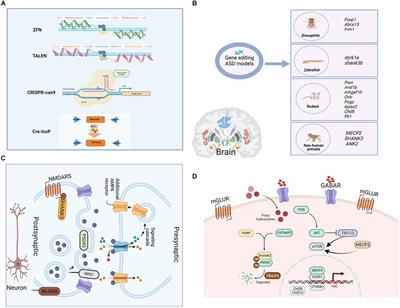 Gene editing in monogenic autism spectrum disorder: animal models and gene therapies